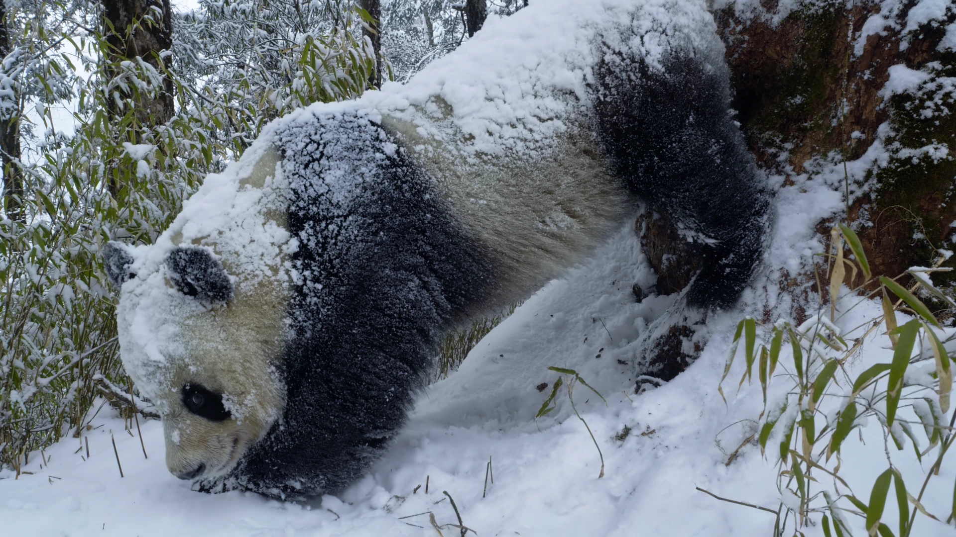 Giant panda (Ailuropoda melanoleuca melanoleuca) as shown in Frozen Planet II - Frozen Peaks